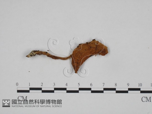 登錄號:F0024663藏品圖，第3張