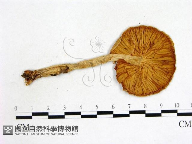 登錄號:F0004663藏品圖，第3張