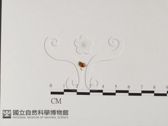 登錄號:F0012663藏品圖，第3張