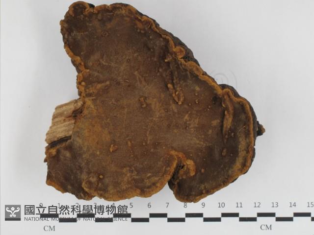 漆屬桑黃藏品圖，第3張