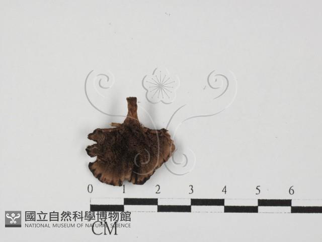 登錄號:F0027663藏品圖，第3張