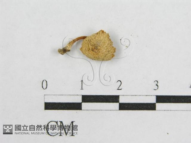 登錄號:F0005663藏品圖，第3張