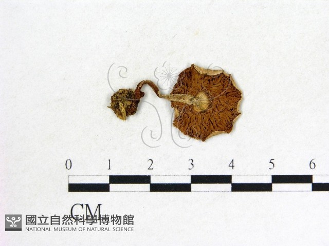 登錄號:F0009663藏品圖，第3張