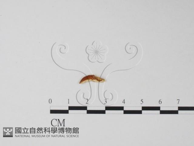 登錄號:F0019663藏品圖，第3張