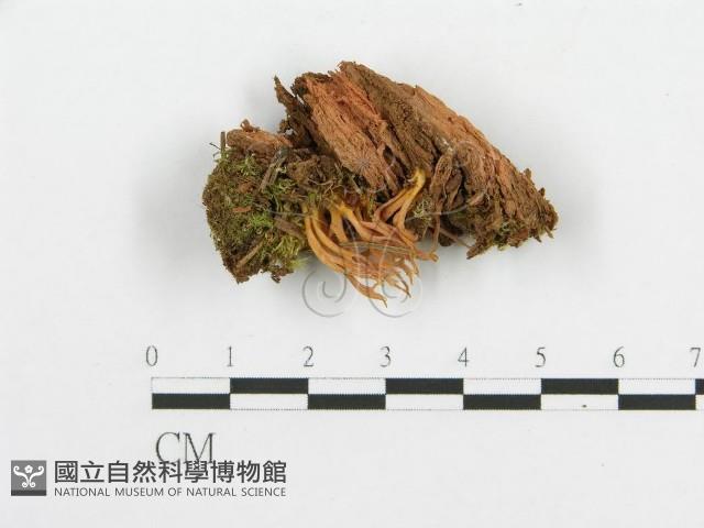 登錄號:F0013663藏品圖，第3張