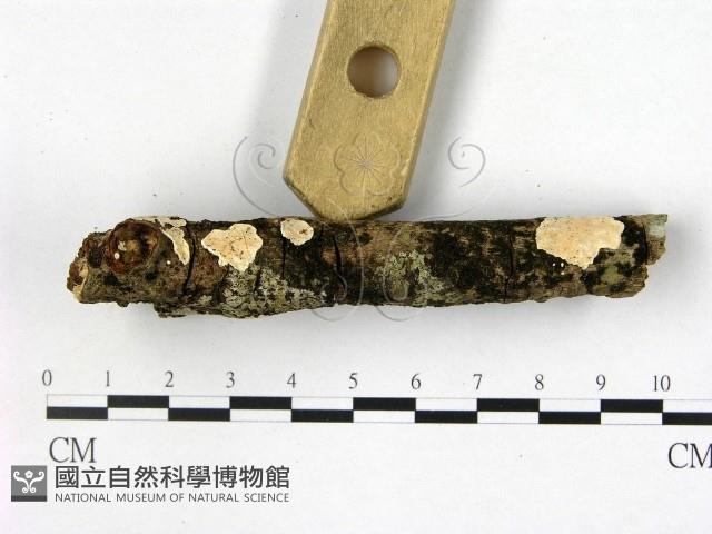 登錄號:F0020463藏品圖，第3張