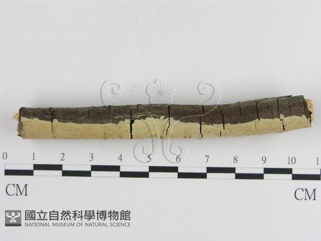 登錄號:F0000463藏品圖，第3張
