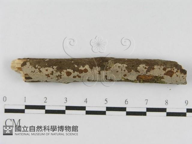 登錄號:F0010463藏品圖，第3張