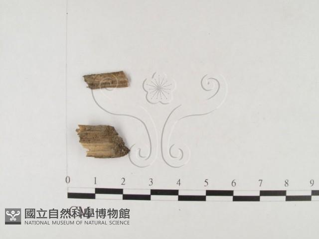 登錄號:F0026463藏品圖，第1張