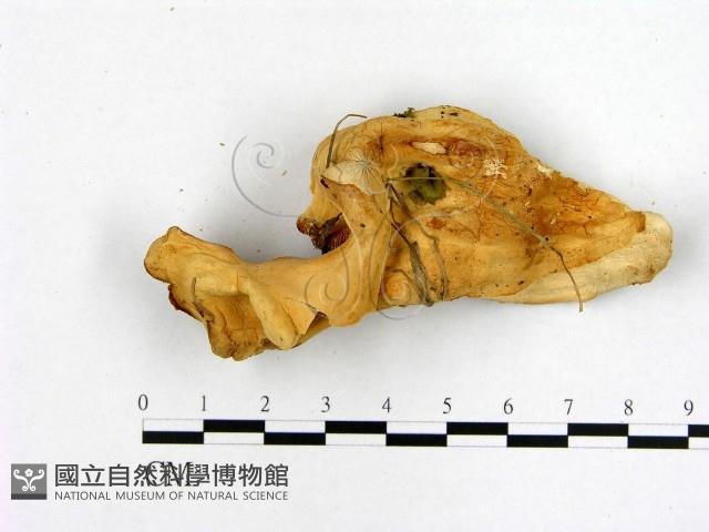 登錄號:F0006463藏品圖，第3張