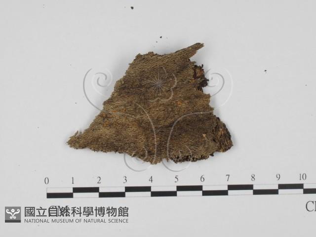 登錄號:F0011463藏品圖，第3張