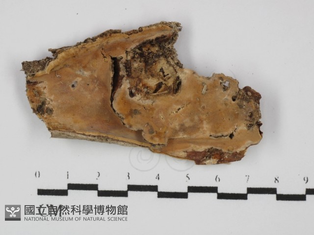 登錄號:F0031463藏品圖，第3張