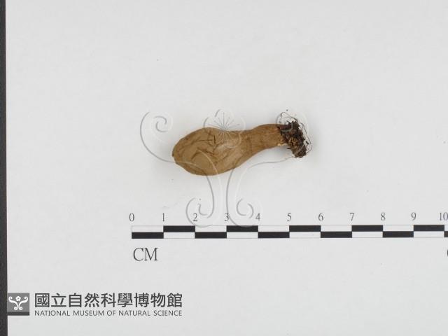 登錄號:F0024463藏品圖，第3張
