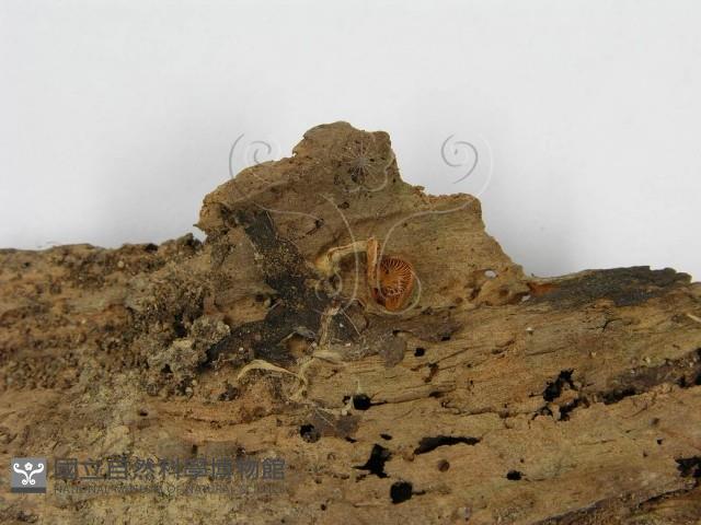 登錄號:F0012463藏品圖，第3張