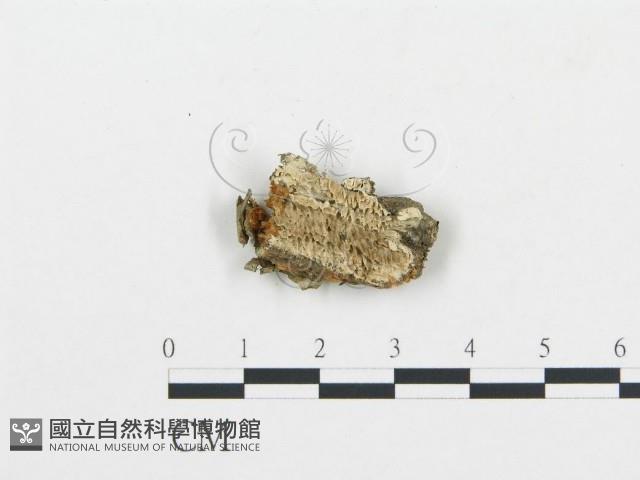 登錄號:F0017463藏品圖，第1張