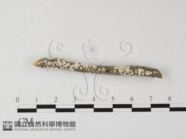 登錄號:F0025463藏品圖，第3張