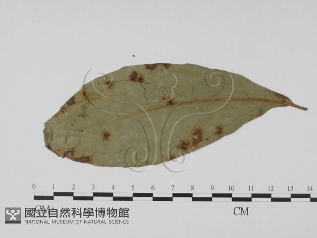 登錄號:F0019463藏品圖，第3張