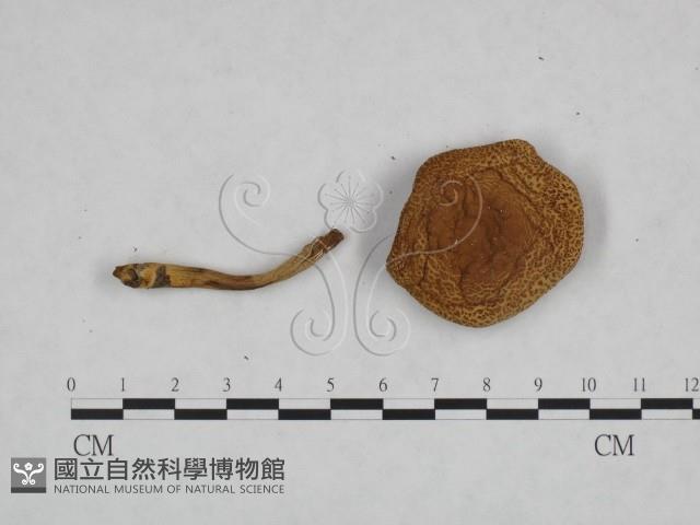 登錄號:F0023463藏品圖，第3張