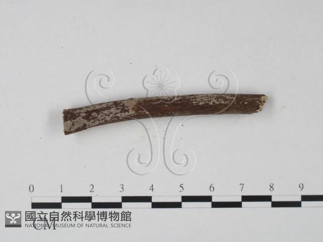 登錄號:F0008763藏品圖，第3張