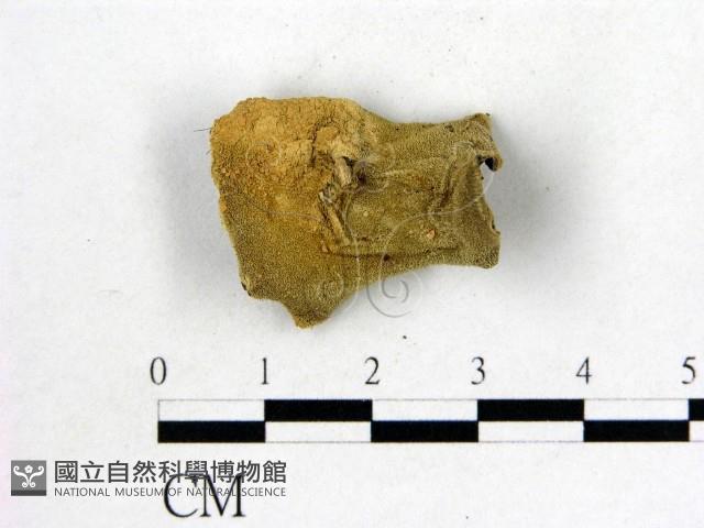 毛木耳藏品圖，第3張