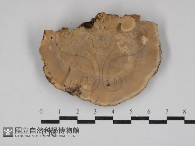 栓菌屬藏品圖，第3張