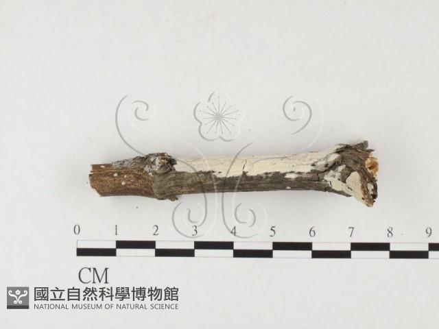 絲齒菌屬藏品圖，第3張