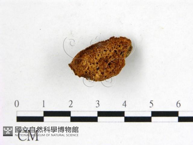 登錄號:F0006763藏品圖，第3張