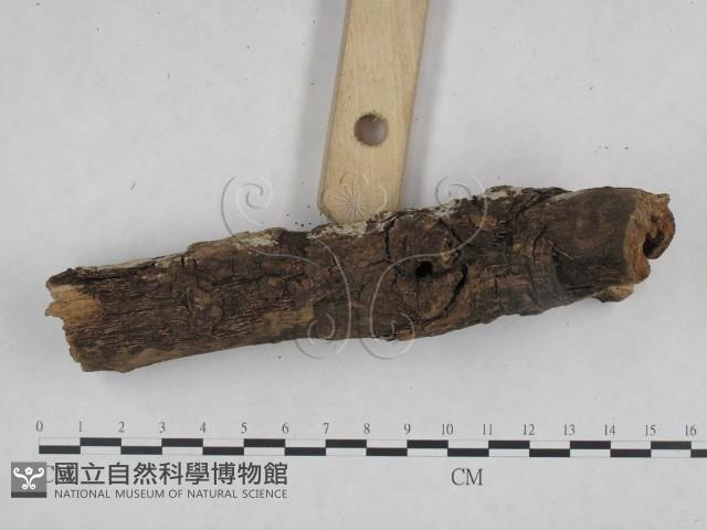 登錄號:F0021763藏品圖，第3張