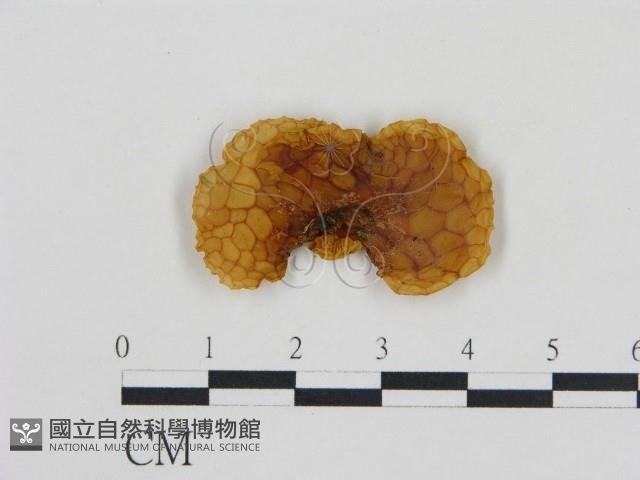 登錄號:F0001763藏品圖，第1張