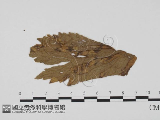 登錄號:F0011763藏品圖，第3張