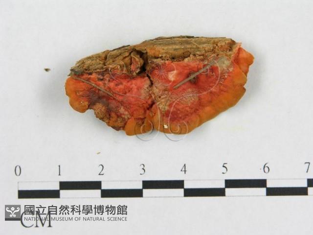 血紅密孔菌藏品圖，第3張