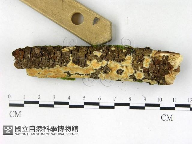 射脈菌屬藏品圖，第3張