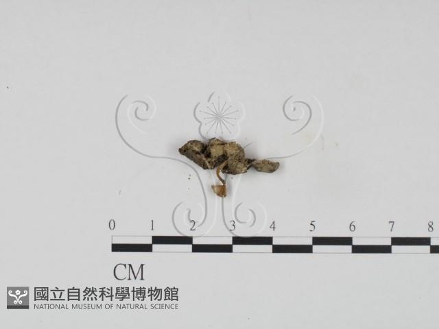 登錄號:F0007763藏品圖，第3張