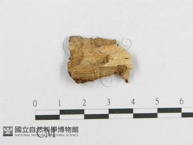 登錄號:F0017763藏品圖，第3張