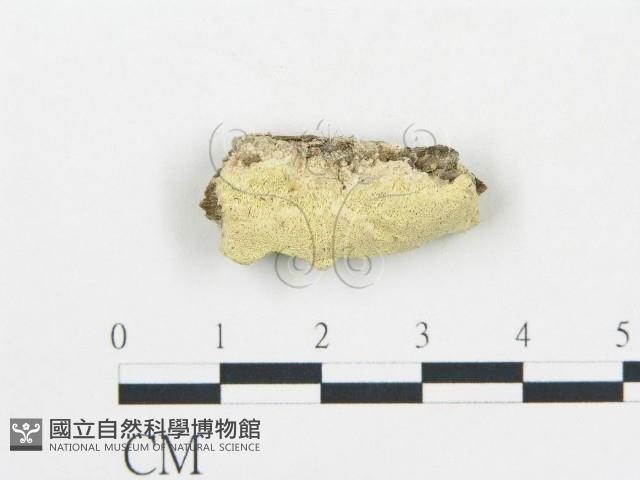 登錄號:F0019763藏品圖，第1張