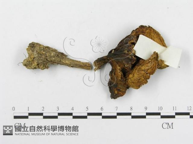 登錄號:F0003763藏品圖，第3張