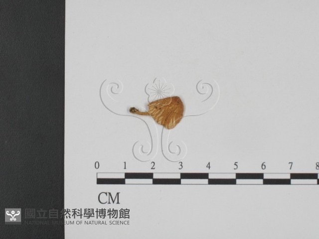 登錄號:F0008563藏品圖，第3張