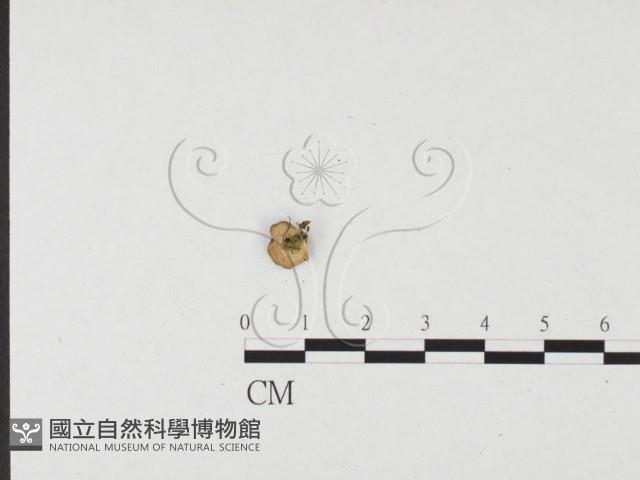 登錄號:F0026563藏品圖，第3張