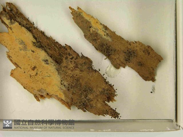 登錄號:F0021563藏品圖，第3張