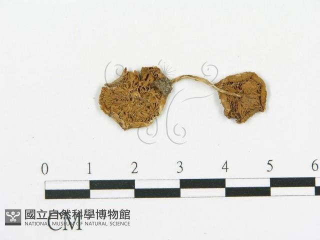 登錄號:F0011563藏品圖，第1張