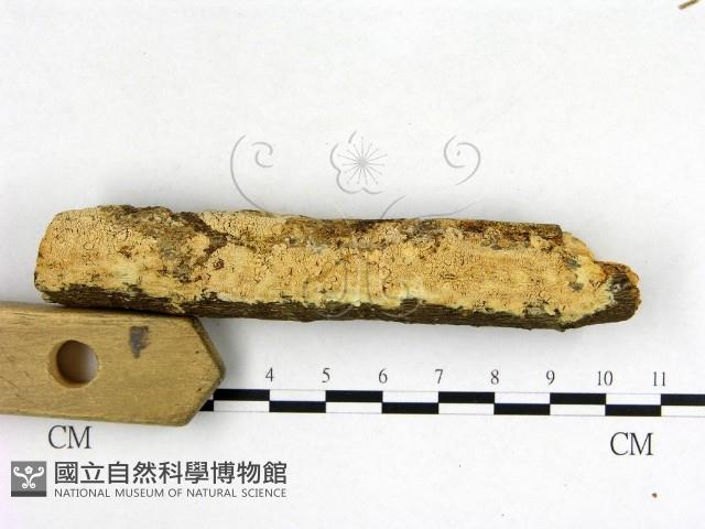 絲齒菌屬藏品圖，第3張