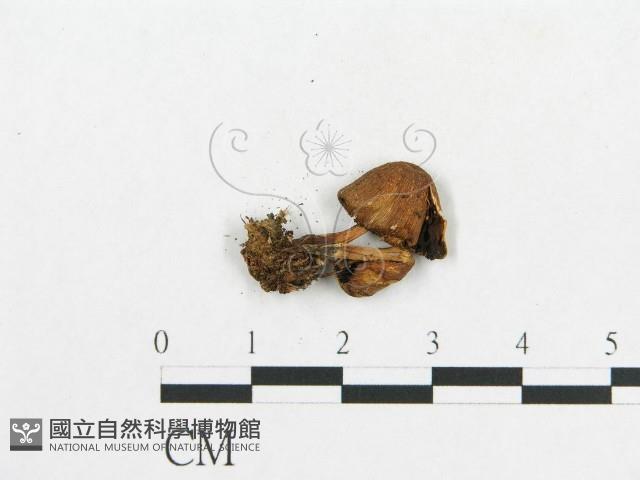 登錄號:F0012563藏品圖，第3張
