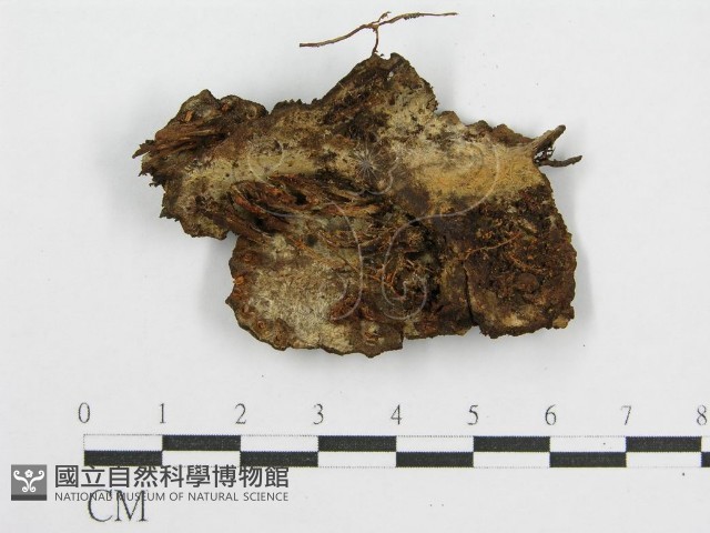 登錄號:F0007563藏品圖，第3張