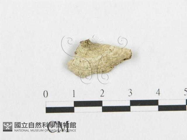 登錄號:F0017563藏品圖，第1張