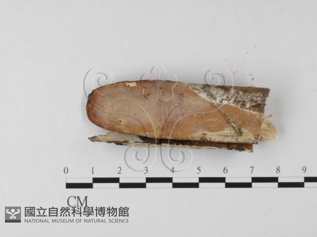 登錄號:F0025563藏品圖，第3張