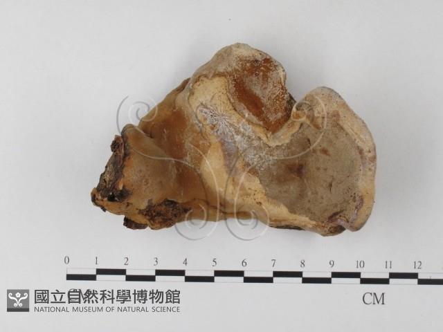 登錄號:F0023563藏品圖，第3張