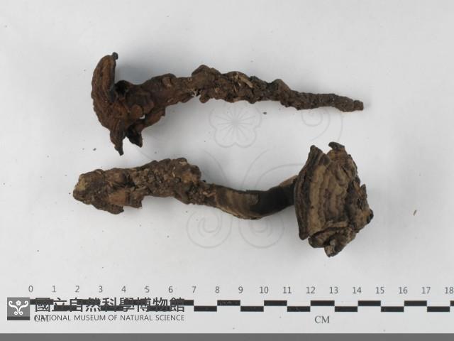 登錄號:F0033563藏品圖，第3張