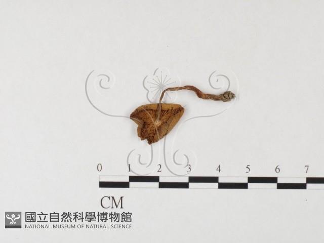 登錄號:F0026163藏品圖，第3張