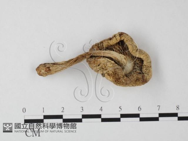 登錄號:F0016163藏品圖，第1張