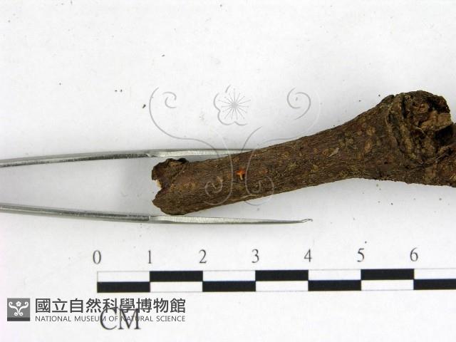 登錄號:F0001163藏品圖，第3張